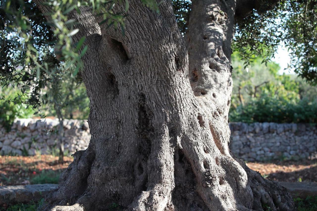 לינה וארוחת בוקר לוקורוטונדו Pietra Pesara מראה חיצוני תמונה